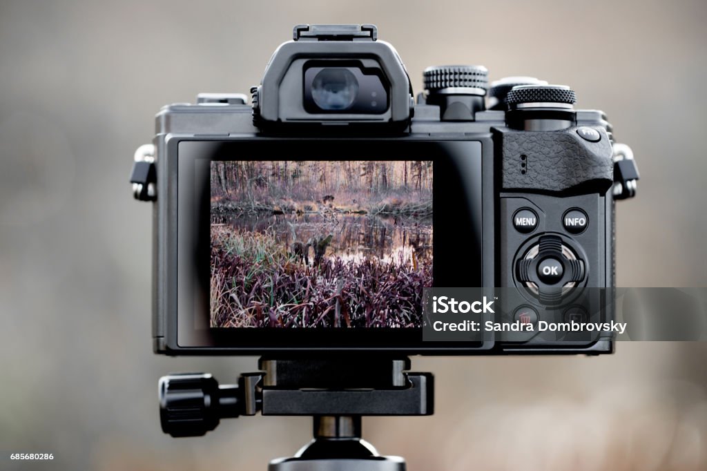 Back of a camera with picture in the display Digital Viewfinder Stock Photo