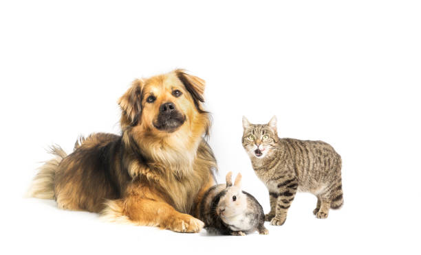 Dog, cat and rabbit in studio with white background stock photo
