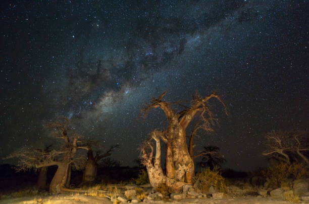 istock Baobab trees and the milkyway 685685470