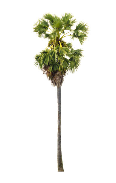 istock palm tree with green leafs isolated on white background 685685682