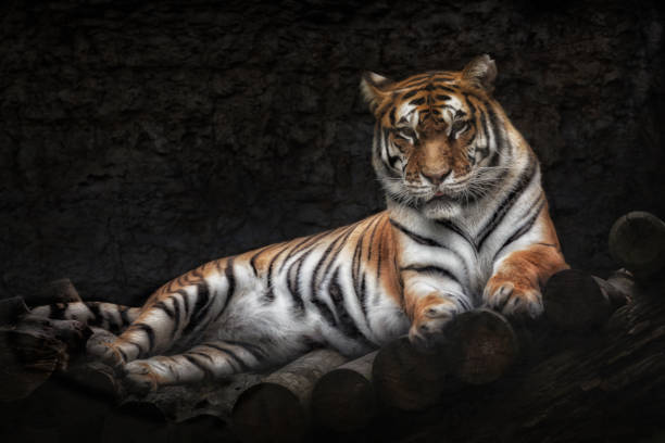 istock Siberian tiger lying on a wooden bridge 685685974