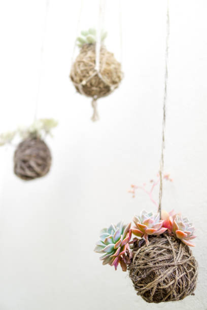 istock Group of Hanging Succulent Plants Kokedama 685686192