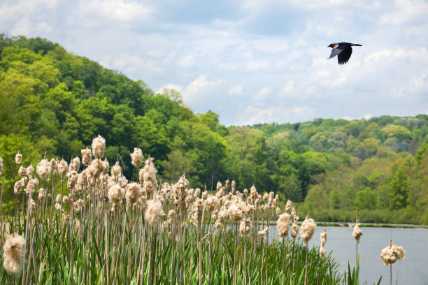 A male red winged blackbird (Agelaius phoeniceus) standing on floating vegetation in a pond in Michigan, USA.