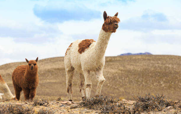istock lamas in Andes,Mountains, Peru 685692682