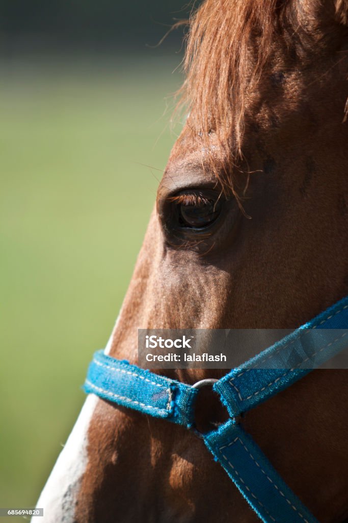 Horse detail - Royalty-free Animal Foto de stock