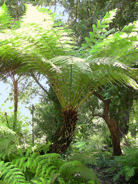 istock Dicksonia antarctica tree fern in bright sunshine 685704328