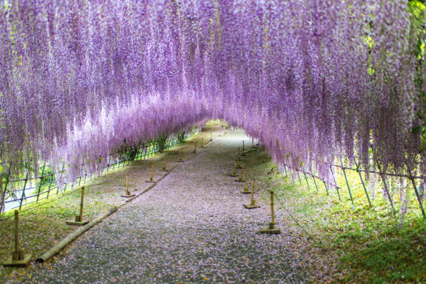 wisteria túnel - wisteria fotografías e imágenes de stock