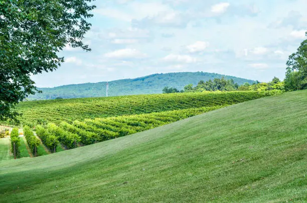Autumn vineyard hills during summer in Virginia with green landscape