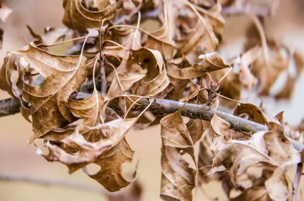 Macro closeup of dry brown leaves on branch on tree in winter fall autumn season
