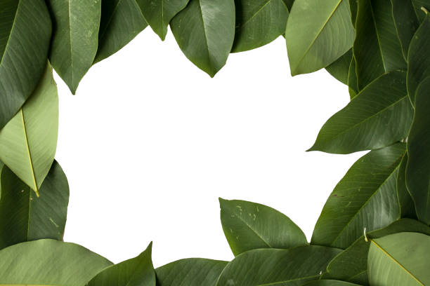 istock Green leaves isolated on white background with clipping path 685722592