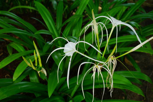 istock Crinum asiaticum 685725856