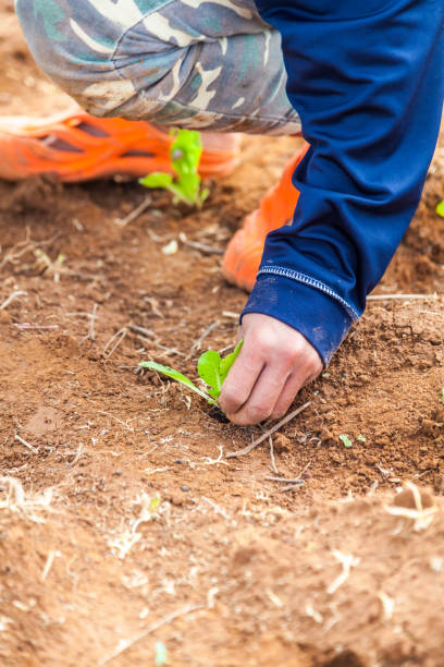istock Farmer planting Chinese Cabbage 685726750