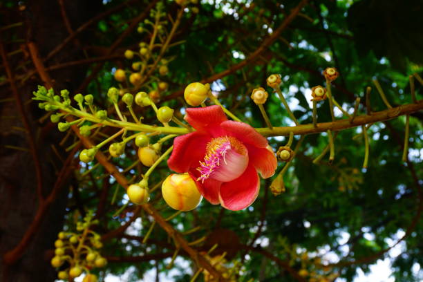 istock Cannonball flower of Cannonball Tree or Sal Tree 685726886