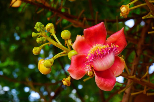 istock Cannonball flower of Cannonball Tree or Sal Tree 685729004