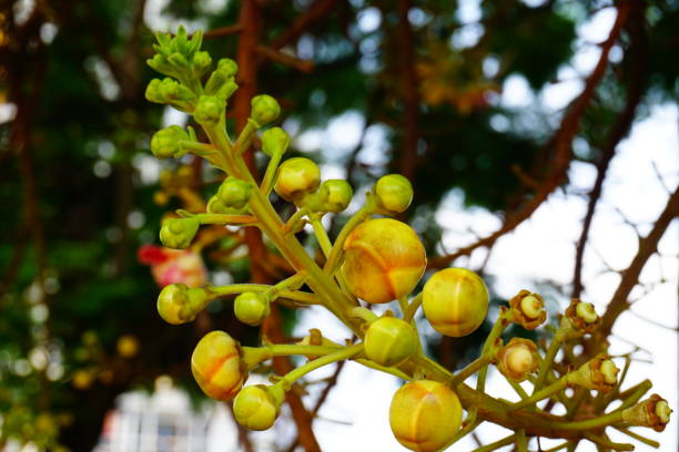istock Cannonball flower of Cannonball Tree or Sal Tree 685731202