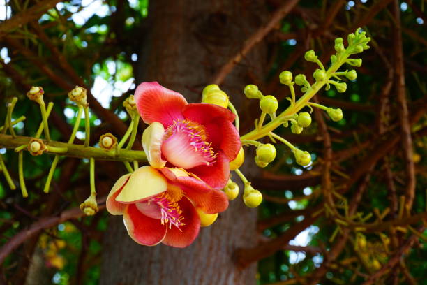 istock Cannonball flower of Cannonball Tree or Sal Tree 685731234