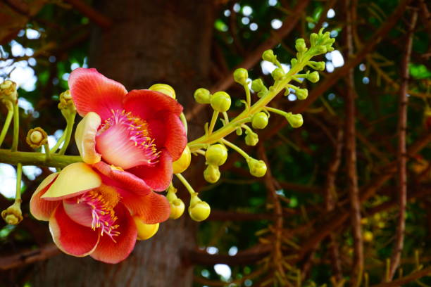 istock Cannonball flower of Cannonball Tree or Sal Tree 685733656