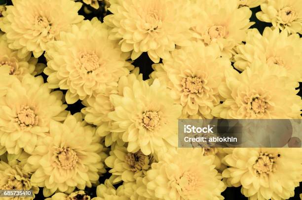 Yellow Daisy Bouquet Macro Closeup Stock Photo - Download Image Now - Agricultural Field, Aster, Backgrounds