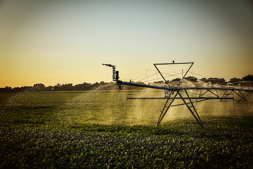 Pivot irrigation watering soybean field in Nebraska while the sun sets in the month of August.