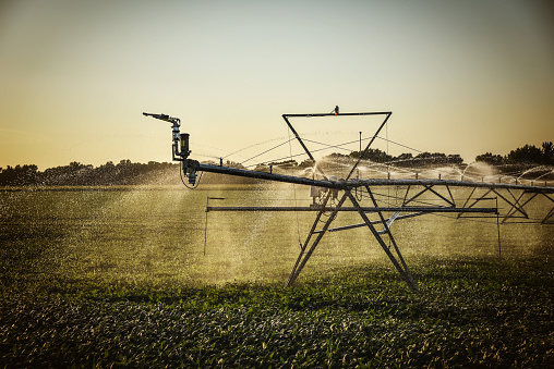 Pivot irrigation watering soybean field in Nebraska while the sun sets in the month of August.