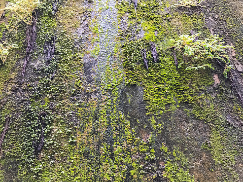 moss on the concrete wall