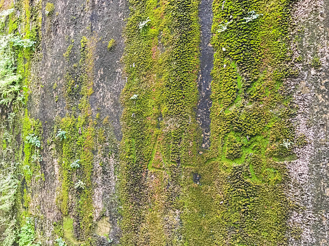 moss on the concrete wall