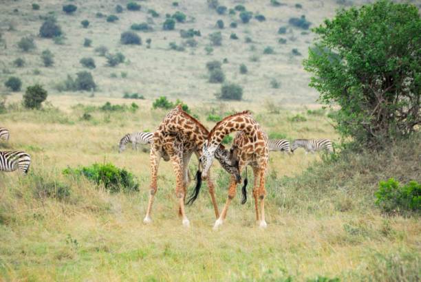 giraffa masai - masai giraffe foto e immagini stock