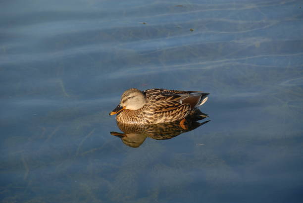 istock Mallards on a lake in Bavaria - Germany 685752612