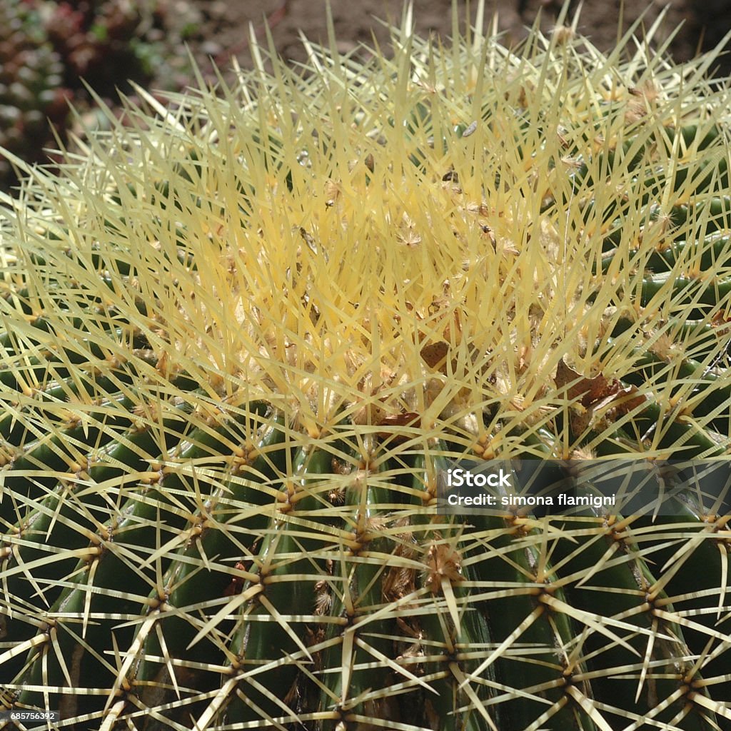 echinocactus grusonii - Foto stock royalty-free di Affilato