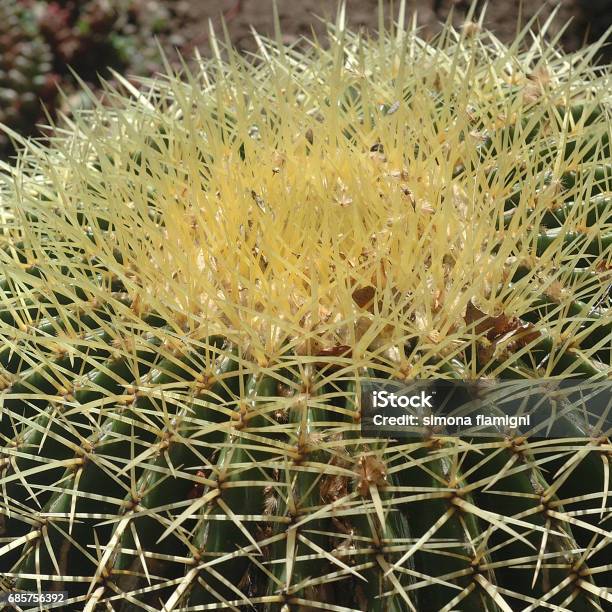 Echinocactus Grusonii - Fotografie stock e altre immagini di Affilato - Affilato, Botanica, Cactus