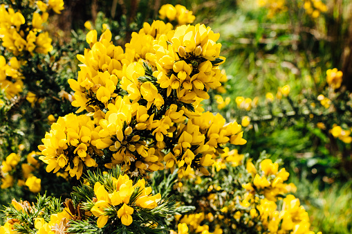 Yellow gorse flowers on a bush, shallow depth of field. Captured in Ireland.