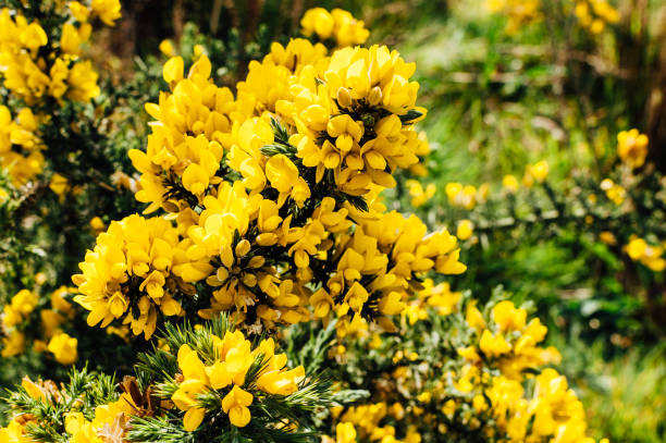 Yellow gorse flowers on a bush. Yellow gorse flowers on a bush, shallow depth of field. Captured in Ireland. furze or gorse ulex europaeus stock pictures, royalty-free photos & images