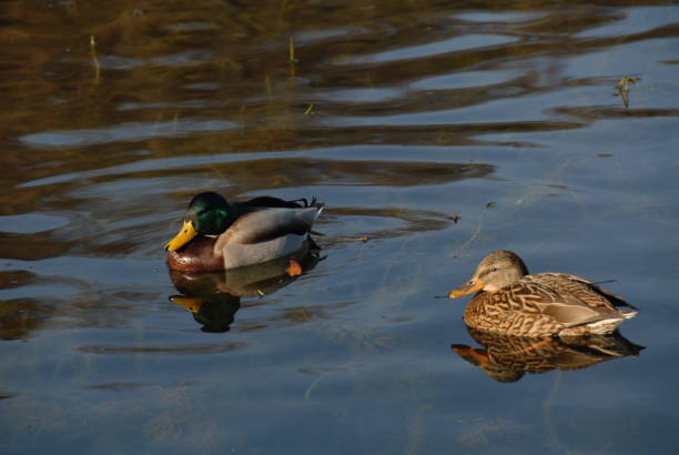 istock Mallards on a lake in Bavaria - Germany 685757968