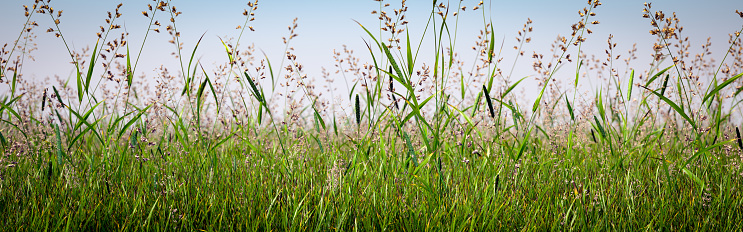 Digitally generated meadow grass in springtime on a sunny day.