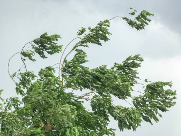 drzewo podczas silnego wiatru - violent wind zdjęcia i obrazy z banku zdjęć