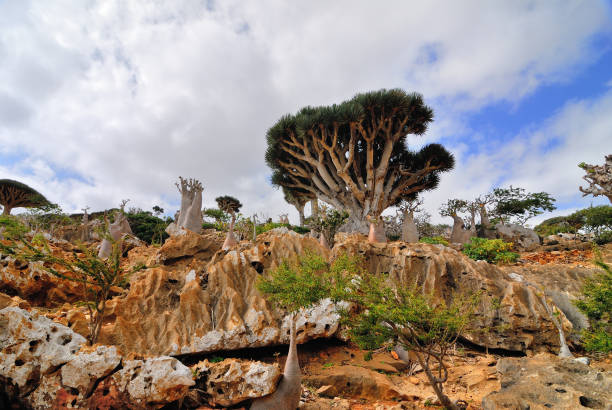 istock Dragon Blood Tree and bottle trees on Socotra, Yemen 685760132