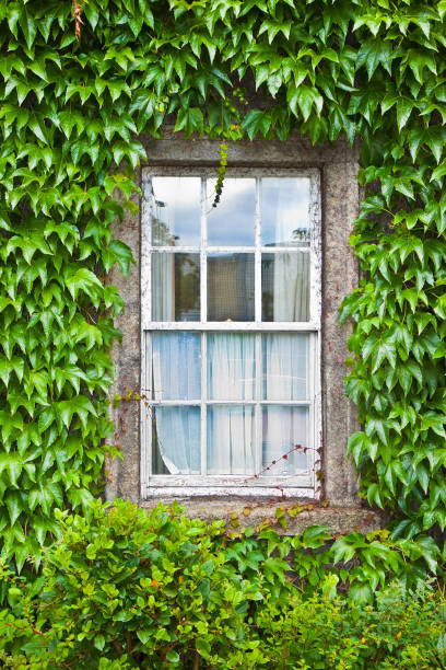 istock Typical old irish window with wall covered in ivy (Ireland) 685760506