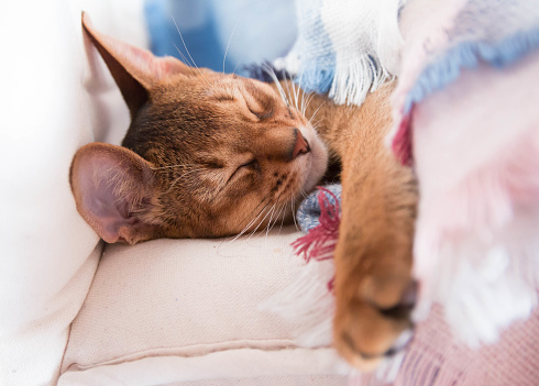 Young Abyssinian red cat sleep in bed. Sweet kitten under pink and blue blanket. Pastel color photo.