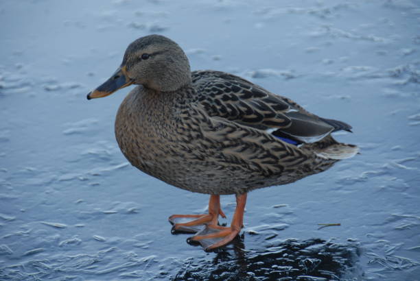 istock Mallards on a lake in Bavaria - Germany 685761510