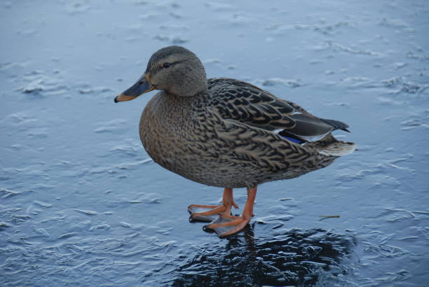 istock Mallards on a lake in Bavaria - Germany 685761668