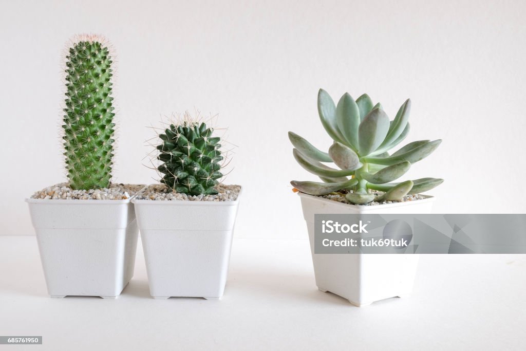 piante grasse o cactus in vasi di cemento su sfondo bianco sullo scaffale - Foto stock royalty-free di Albero