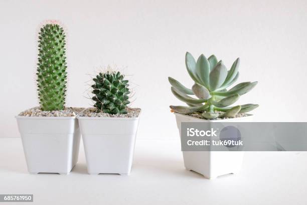 Piante Grasse O Cactus In Vasi Di Cemento Su Sfondo Bianco Sullo Scaffale - Fotografie stock e altre immagini di Albero