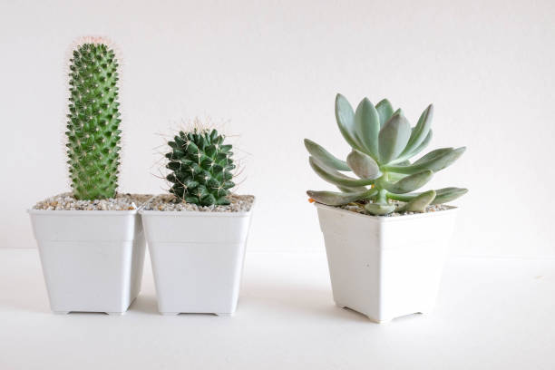 istock succulents or cactus in concrete pots over white background on the shelf 685761950