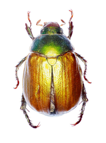 istock Vine Chafer on white Background  -  Anomala vitis (Fabricius 1775) 685762456