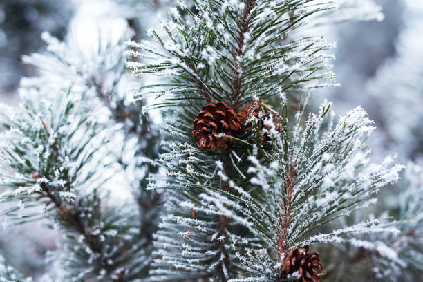 istock Close up of pine cones and branches 685762674