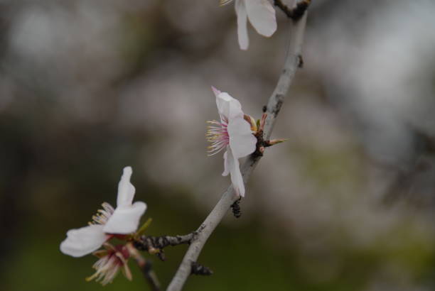 istock Almond blossom in Spain 685763140
