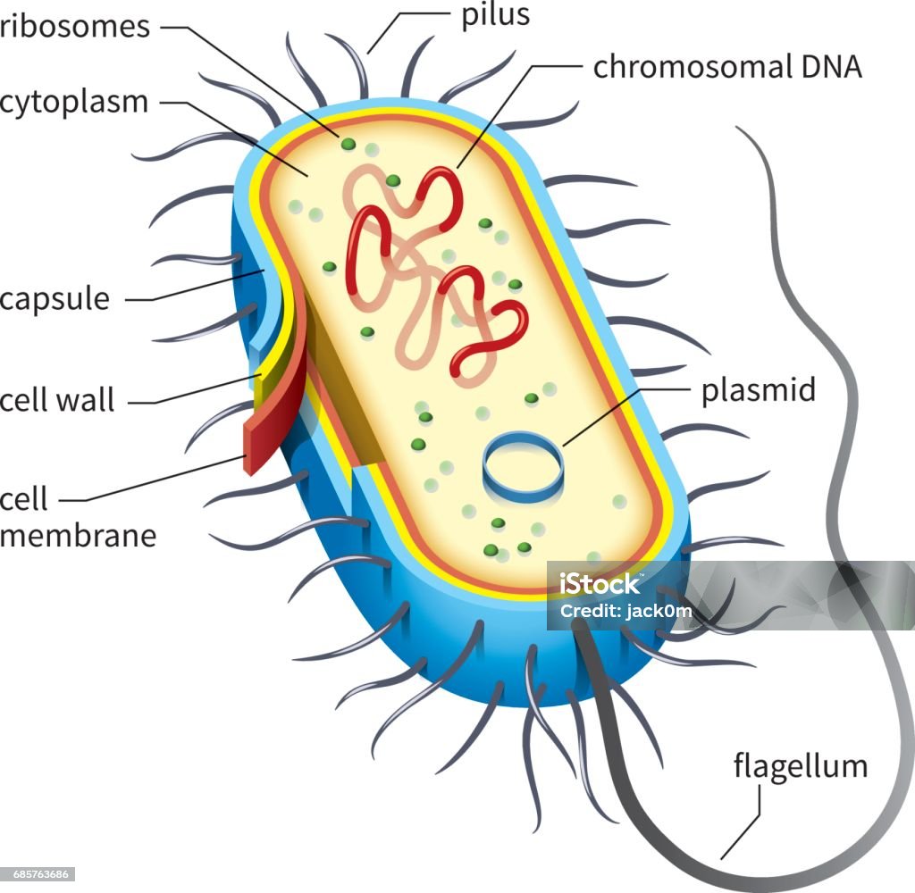 Est il Possible De Faire Un Schéma D une Cellule Procaryote Autotrophe Schéma De La Cellule Bactérienne Vecteurs libres de droits et plus d'images vectorielles de Cellule procaryote - Cellule procaryote, Bactérie, Cellule - iStock