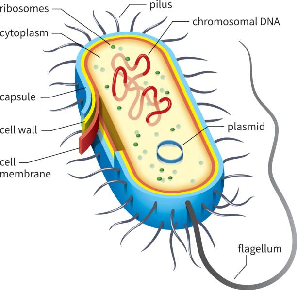 Bacterial cell diagram vector art illustration