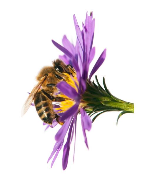 istock honey bee on violet flower isolated on white background 685763746
