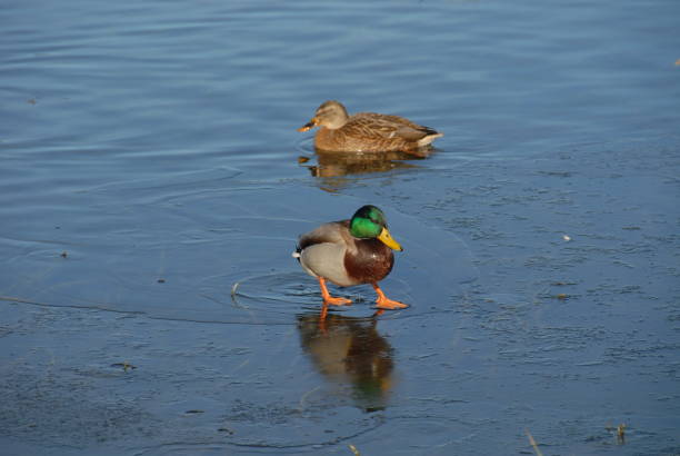 istock Mallards on a lake in Bavaria - Germany 685763976